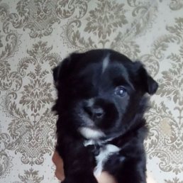 ���������, ��������, 53 ����