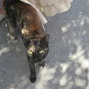 ���� �����, �������, 66 ��� - ��������� 10 ������� 2015 � ������ ���� ����������