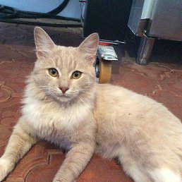 ���� Jekyll, ������, 37 ��� - ��������� 27 ������� 2015