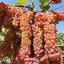  Vaxo, , 63  -  13  2015    