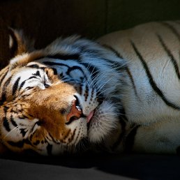 ����, ������, 38 ���