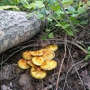 ���� �����, ���������, 57 ��� - ��������� 19 ������ 2015 � ������ ���� ����������