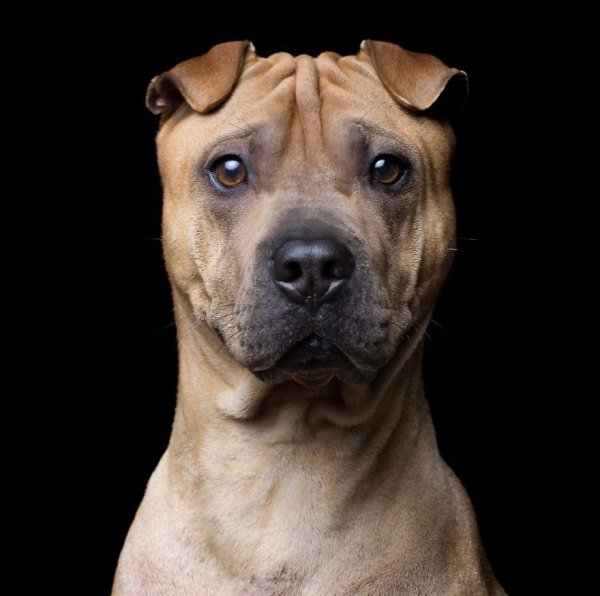 Фотограф Роб Баху создает уникальные портреты, на которых показан характер каждого животного. Он ... - 2