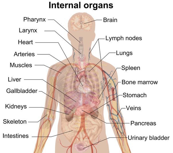 Internal organs – внутренние органы. nasopharynx – носоглотка. tonsil – миндалевидная железа ...