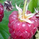 ���� ��������, ������, 59 ��� - ��������� 13 ������� 2016 � ������ ������ ��������