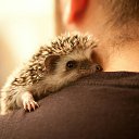 ���� �����������, ����������� - ��������� 3 ������ 2016