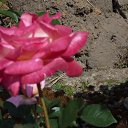 ���� ~Andre, ����� - ��������� 9 ������� 2015 � ������ ���� ����������