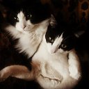 ���� �����, ����������, 59 ��� - ��������� 16 ������� 2015 � ������ ���� ���������