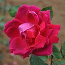 ���� Aru, �������� - ��������� 2 ������� 2015 � ������ �FLOWERS�