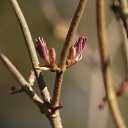 ���� Vik, ����� - ��������� 18 ������ 2015 � ������ �������