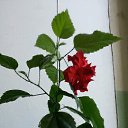 ���� �������, ���������, 69 ��� - ��������� 9 ������ 2016 � ������ ���������� ������