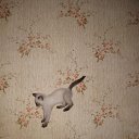 ���� �������, ������ ��������, 55 ��� - ��������� 26 ������� 2015 � ������ ���� ���� ������