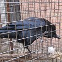 ���� ����, ����, 54 ���� - ��������� 2 ������� 2016 � ������ ���� ����������