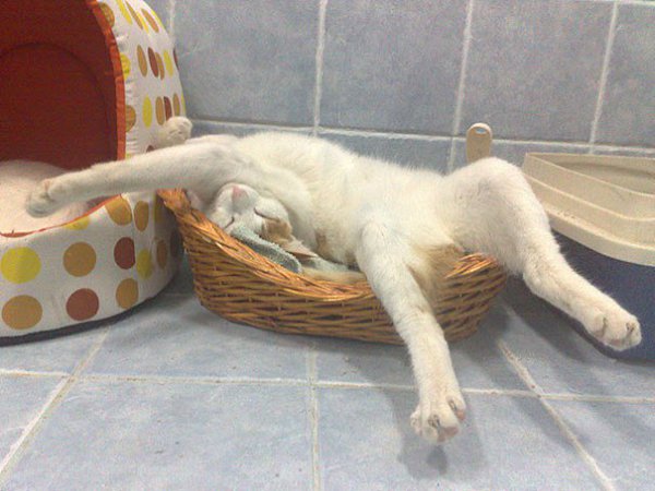 Фотографии, доказывающие, что коты могут спать где угодно)))