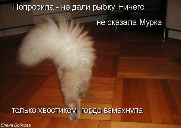 Как выглядит кот под хвостом