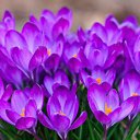 ���� �����, �������� - ��������� 6 ������� 2015 � ������ �������� ��������