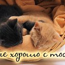���� �������, �������, 62 ���� - ��������� 3 ����� 2016 � ������ �������� ��������