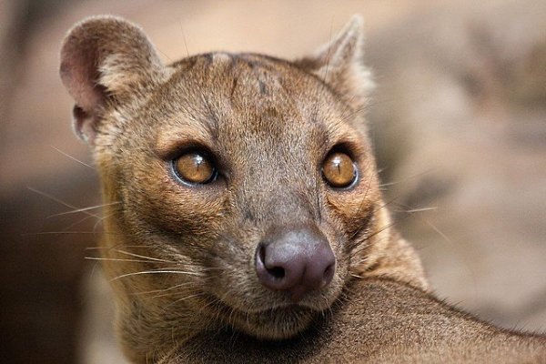 Фосса.Фосса (лат. Cryptoprocta ferox) — наиболее крупное хищное млекопитающее на Мадагаскаре. ... - 3