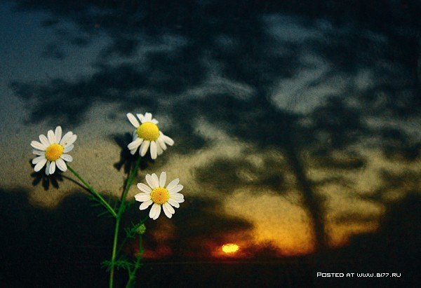 Still Life... George Rustchev - 9