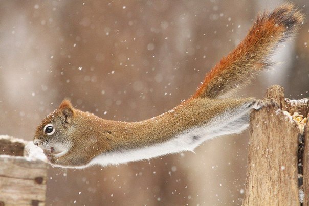    !          Papineau Forest, ...