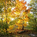 ���� ���, ������ - ��������� 17 ������� 2015 � ������ ���� ����������