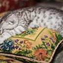 ���� �������, ��������� - ��������� 10 ����� 2016 � ������ ������