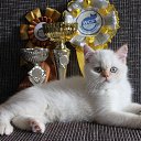 ���� ����, ����������� - ��������� 1 ������ 2015 � ������ ���� ����������