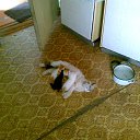 ���� Vit, ������ - ��������� 8 ������� 2015 � ������ ���� ����������