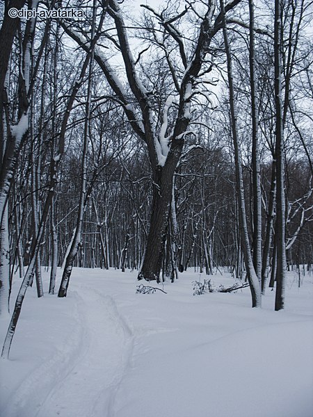 dipi-avatarka - 7  2016  11:30