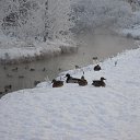 ���� �����, �����-��������� - ��������� 17 ������ 2016 � ������ ���� ����������