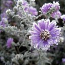  ••,  -  15  2015   