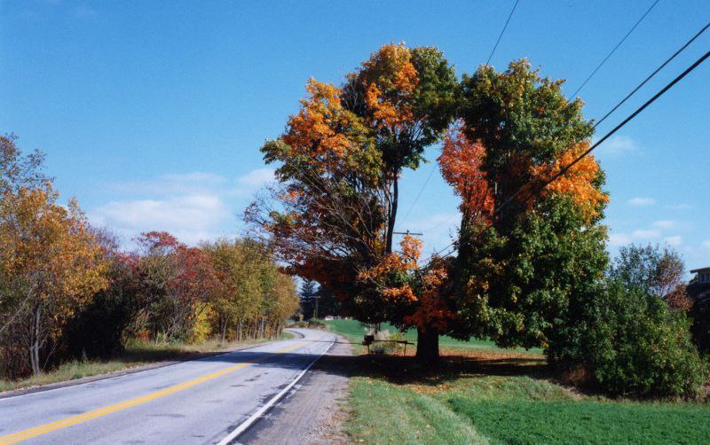 Шестнадцать деревьев. Интересные деревья. Необычные интересные деревья. Необычные красивые деревья фото. Причудливая форма осени.