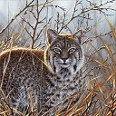 ���� �������, ������� - ��������� 3 ������ 2015 � ������ ���� ����������