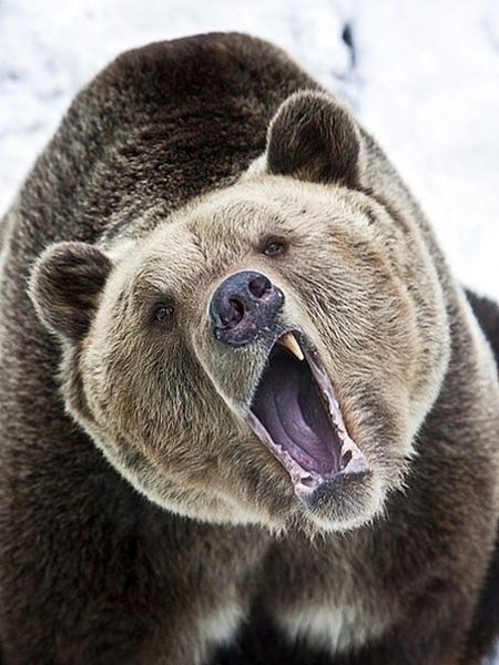 �������� ���� �������� ������ �������.#animal@travel.blog - 4