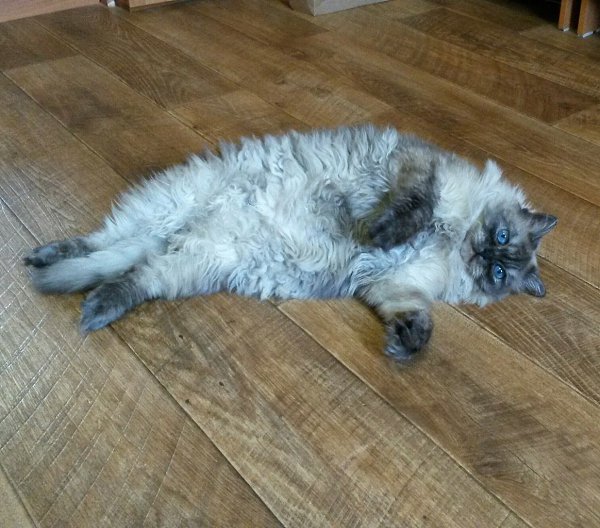 #ваши_котики@catism.Когда твоя кошка осознала всю тщетность бытия...