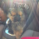 ���� ����, �����-��������� - ��������� 8 ������ 2015 � ������ ���� ����������