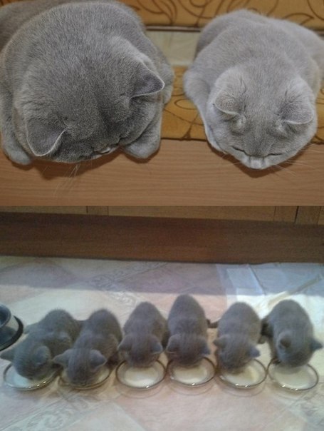 Без кота и жизнь не та - 13 ноября 2015 в 17:02