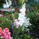 ���� ������, ������������ - ��������� 1 ������ 2015 � ������ ���� ����������