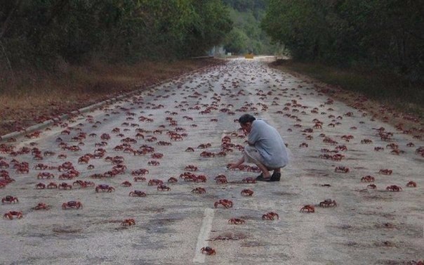 Есть такая чудесная штука, называется crab bucket theory — «теория ведра с крабами». Если вкратце, ...