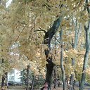 ���� T�mara, �����������, 68 ��� - ��������� 21 ������� 2015 � ������ ���� ����������