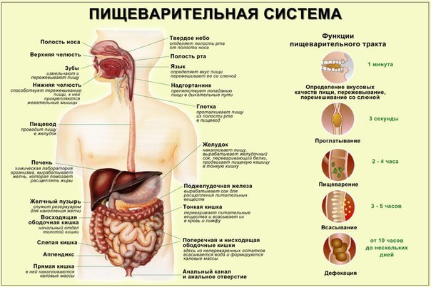 5 главных правил для улучшения пищеварения. 1. Тщательное пережевывание пищи. Наспех съеденная и ...
