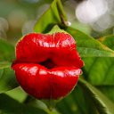  .            (psychotria elata),    “ ”     ,     .                ,  ,  ,   .      ,    .  