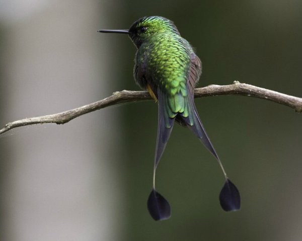 ������� Ocreatus underwoodii