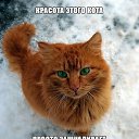 ���� �����, �����-���������, 56 ��� - ��������� 7 ������� 2015