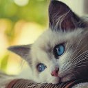 ���� �������, ��������, 41 ��� - ��������� 26 ������� 2016 � ������ ���� ����������