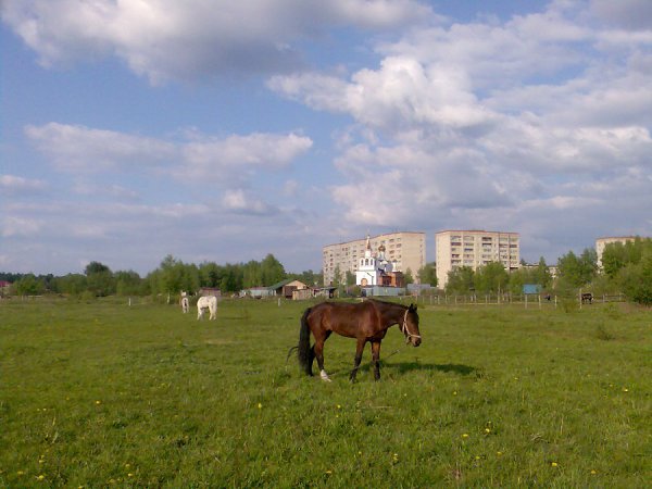 Вешняки белоозерский