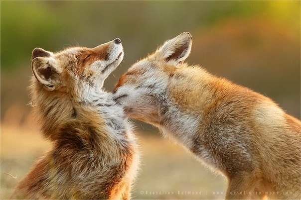       (Roeselien Raimond)