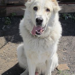 ���� �����, ��������, 43 ���� - ��������� 24 ������� 2015