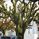 Ves pokriti mxom.... ny ochen krasivo! �� ������� �������