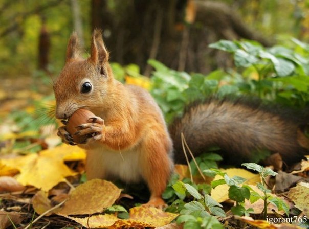 ����� ������� - 26 ������� 2015 � 22:47